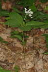 Fourleaf milkweed